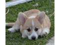 velski-welski-korgi-corgi-pembrok-small-3