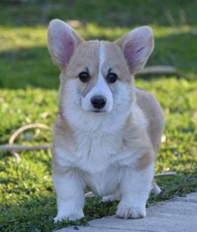 velski-welski-korgi-corgi-pembrok-big-0