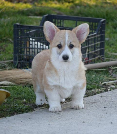 velski-welski-korgi-corgi-pembrok-big-4