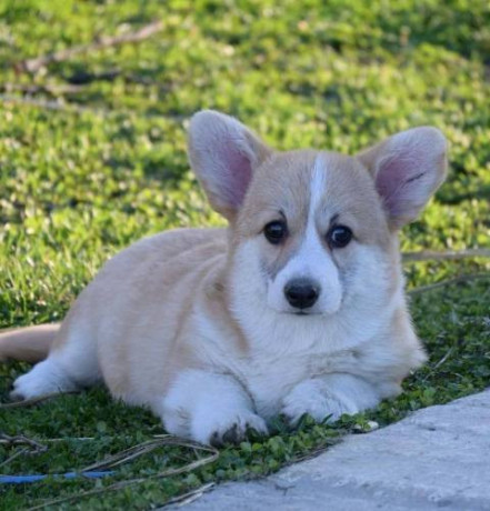 velski-welski-korgi-corgi-pembrok-big-2