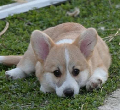 velski-welski-korgi-corgi-pembrok-big-3