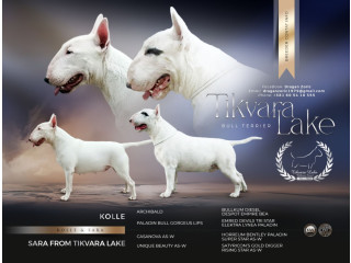 Standard Bul Terijer