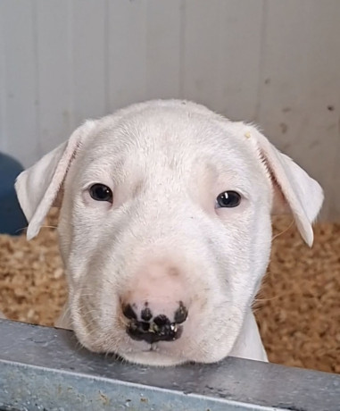 standard-bul-terijer-big-3