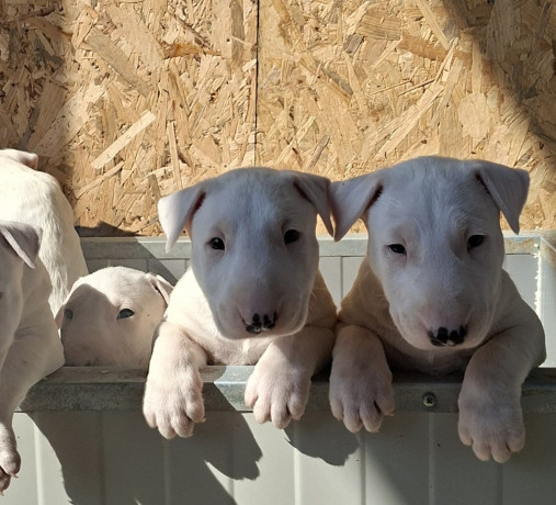 standard-bul-terijer-big-4