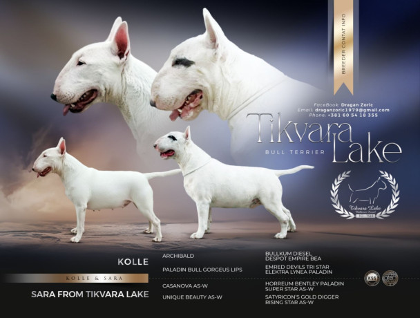 standard-bul-terijer-big-0