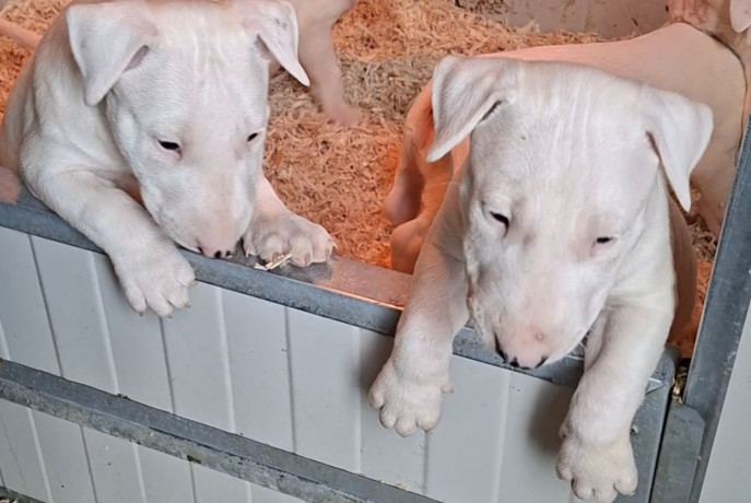 standard-bul-terijer-big-1