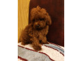 crvene-toy-pudle-small-3