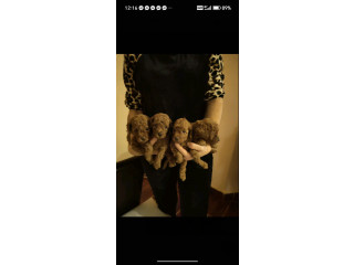 Crvene toy pudle.,..