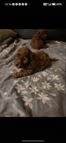 crvene-toy-pudle-big-1