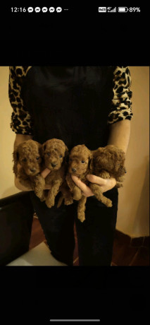 crvene-toy-pudle-big-0