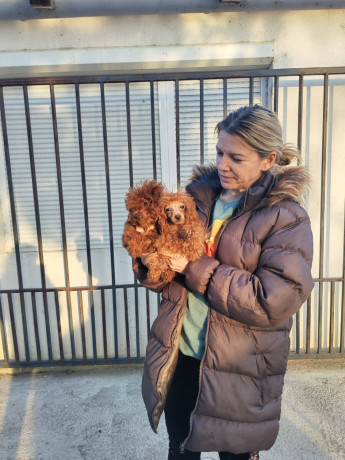 crvene-toy-pudle-big-2