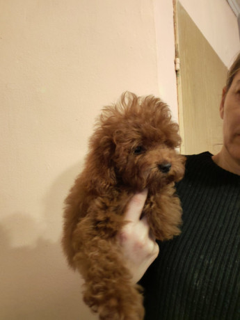 crvene-toy-pudle-big-4