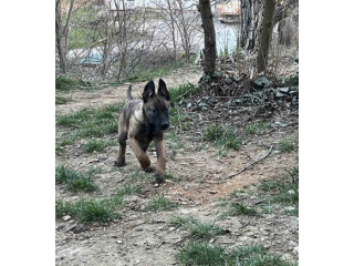 Belgijski Ovčar Malinoa !!!!!