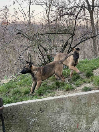 belgijski-ovcar-malinoa-big-1