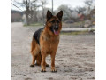 nemacki-ovcar-zenka-small-1