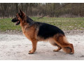 nemacki-ovcar-zenka-small-0