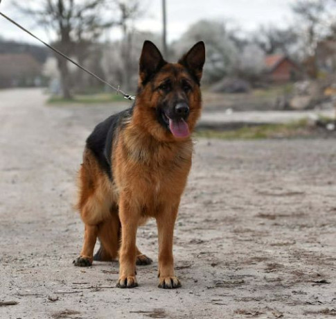 nemacki-ovcar-zenka-big-1