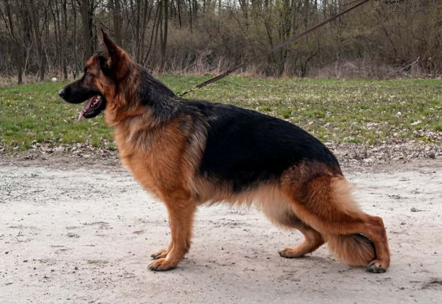 nemacki-ovcar-zenka-big-0