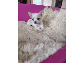 Mini civave..,.,................