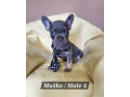 francuski-bulldog-stenci-exotik-boja-small-3
