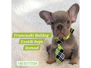 Francuski Bulldog štenci exotik boja