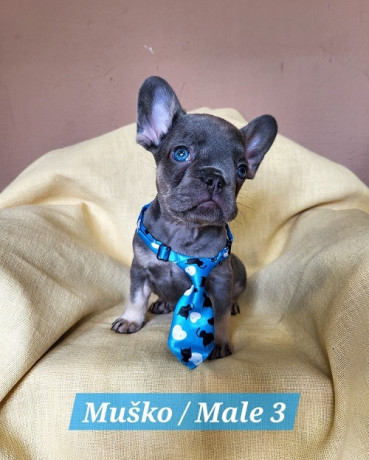 francuski-bulldog-stenci-exotik-boja-big-2