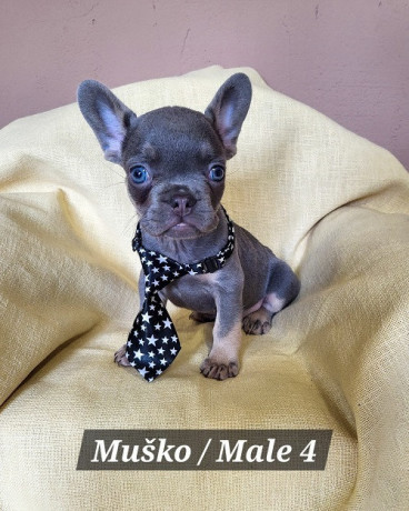 francuski-bulldog-stenci-exotik-boja-big-3