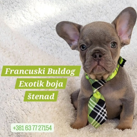 francuski-bulldog-stenci-exotik-boja-big-0