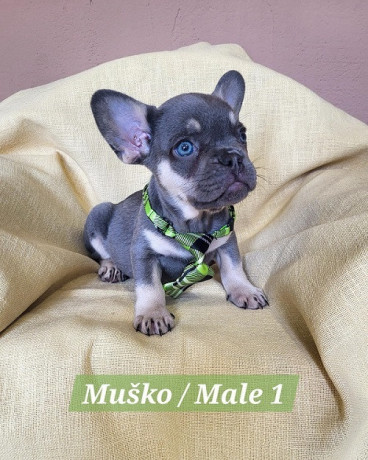 francuski-bulldog-stenci-exotik-boja-big-1