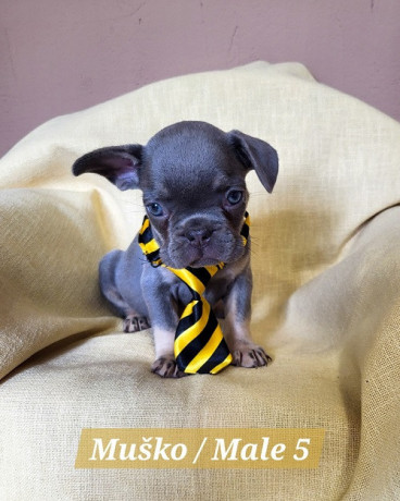 francuski-bulldog-stenci-exotik-boja-big-4