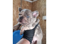 sivi-plavi-francuski-buldog-small-2