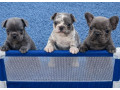 sivi-plavi-francuski-buldog-small-0