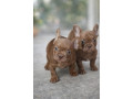 sivi-plavi-francuski-buldog-small-1