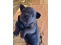 sivi-plavi-francuski-buldog-small-4