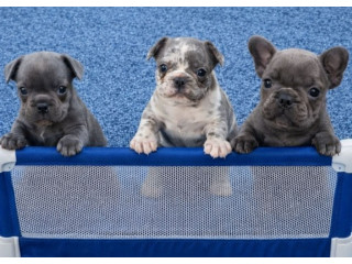 Sivi plavi francuski buldog..,.