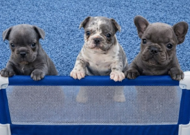 sivi-plavi-francuski-buldog-big-0