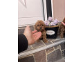 toy-pudla-prelepi-stenci-small-1