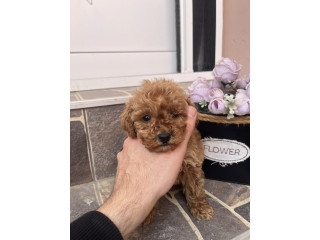 Toy Pudla prelepi štenci