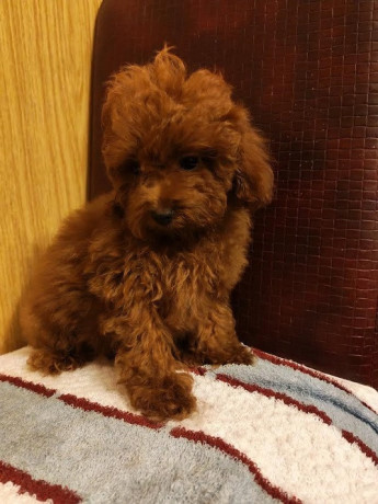 crvena-toy-pudla-big-2