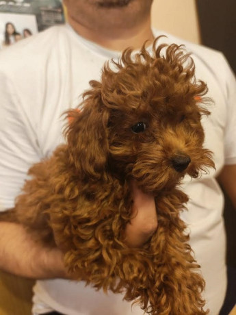 crvena-toy-pudla-big-4