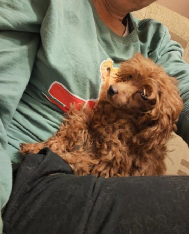 crvena-toy-pudla-big-3