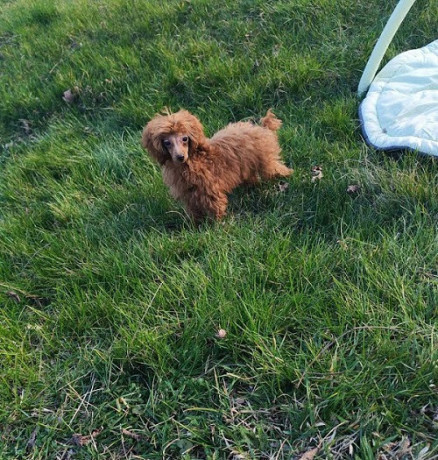 crvena-toy-pudla-big-1