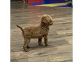 toy-pudle-na-prodaju-small-2