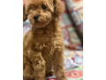 toy-pudle-na-prodaju-small-0