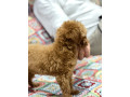 toy-pudle-na-prodaju-small-1