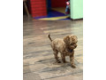 toy-pudle-na-prodaju-small-3