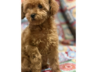 Toy Pudle na prodaju