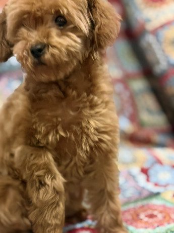 toy-pudle-na-prodaju-big-0