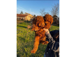 Mini pudle crvene boje