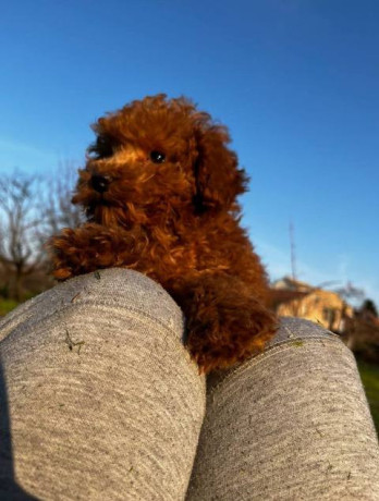 mini-pudle-crvene-boje-big-2